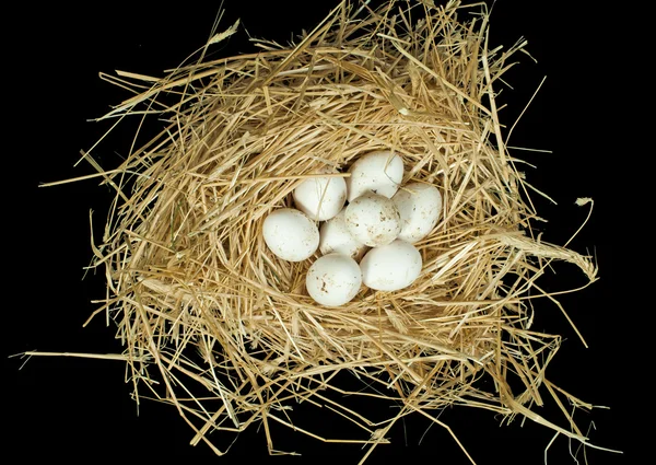 Biologische witte eieren in stro nest — Stockfoto