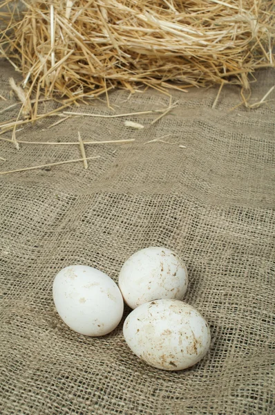 Bio fehér házi tojást — Stock Fotó