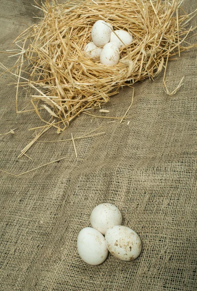 Ovos domésticos brancos orgânicos em ninho de palha — Fotografia de Stock