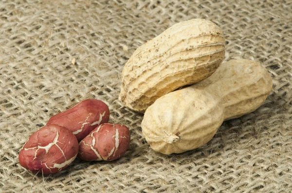 Closeup amendoins na serapilheira — Fotografia de Stock