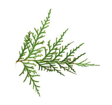 evergreen şube beyaz izole
