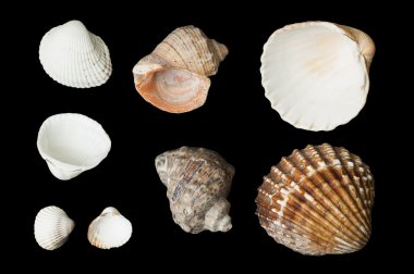 Deniz kabukları siyah izole kümesi