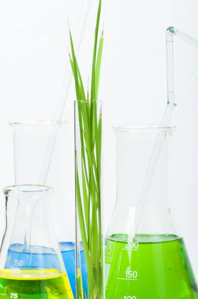 Plantas verdes em equipamentos de laboratório — Fotografia de Stock