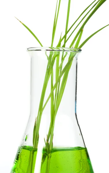 Gröna växter i laboratorieutrustning — Stockfoto