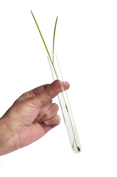 Plantas verdes en equipos de laboratorio —  Fotos de Stock