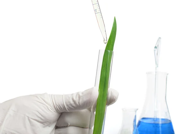 Plantas verdes em equipamentos de laboratório — Fotografia de Stock