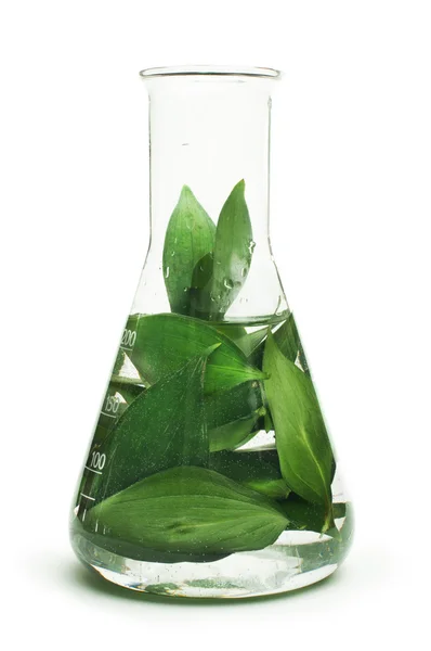 실험실 장비에 녹색 식물 — 스톡 사진