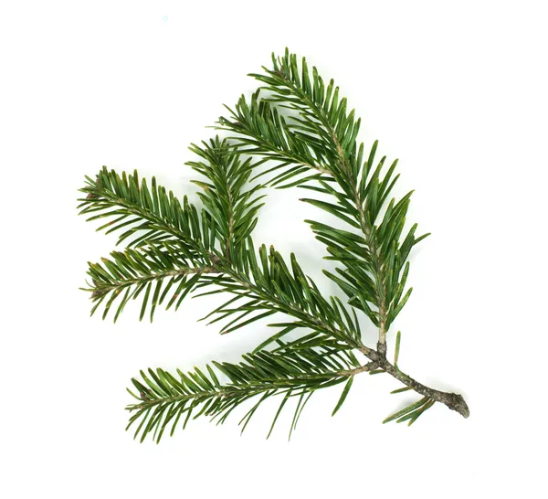 Fir branch white isolated — Stock Photo, Image