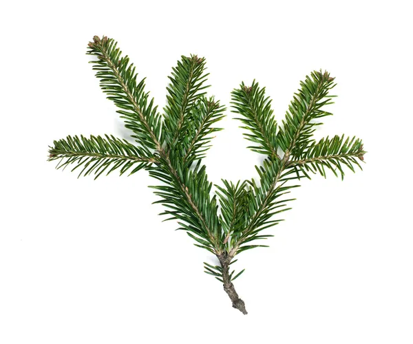 Fir branch white isolated — Stock Photo, Image