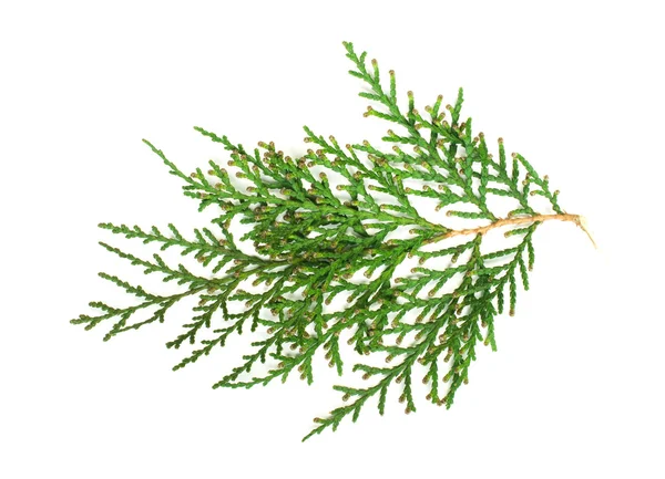 Evergreen branch white isolated — Stock Photo, Image