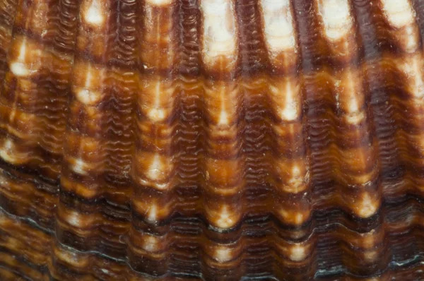Part of shell very close up for background — Stock Photo, Image