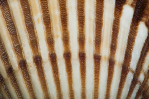 Part of shell very close up for background — Stock Photo, Image