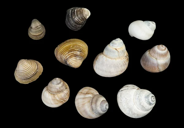 Conjunto de conchas do mar preto isolado — Fotografia de Stock