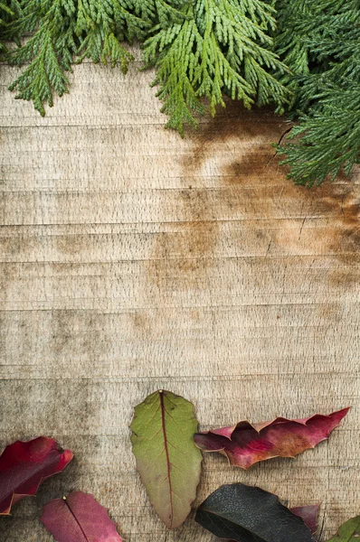 Trä och fir grenar bakgrund — Stockfoto