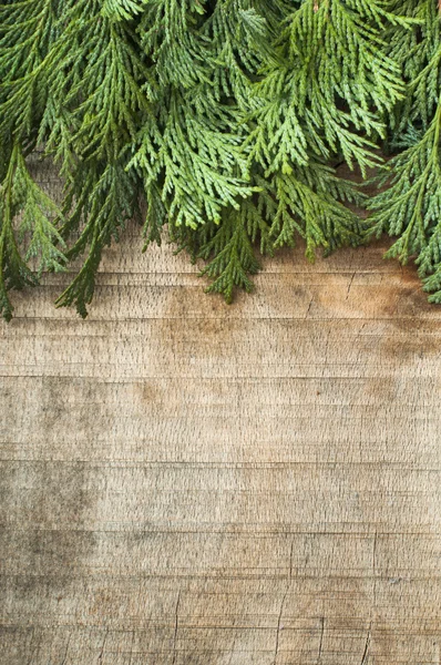 Sfondo rami di legno e abete — Foto Stock