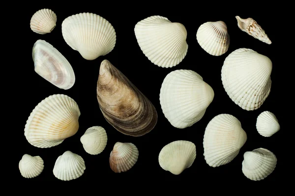 Conjunto de conchas marinas aisladas en negro — Foto de Stock
