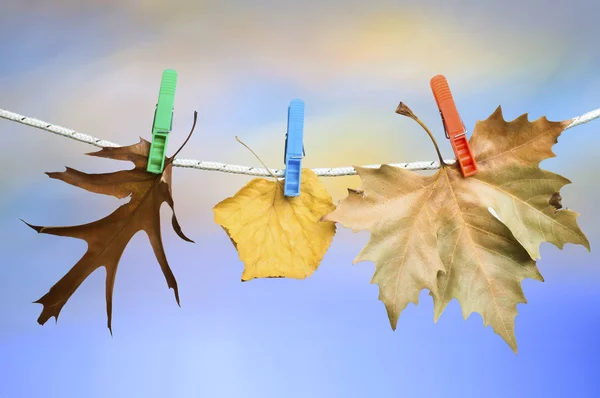 Το φθινόπωρο τα φύλλα σε ένα σχοινί — Φωτογραφία Αρχείου