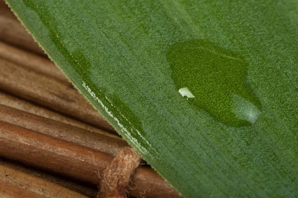 Green leaf background and drops — Zdjęcie stockowe