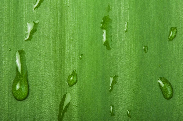 Green leaf background and drops — Stock Photo, Image