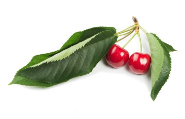 iki kiraz ve yaprakları ile şube