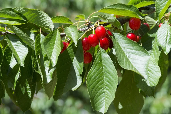 Twig with red cherries — Stock Photo, Image