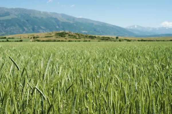 Green wheat field — Stock Photo, Image