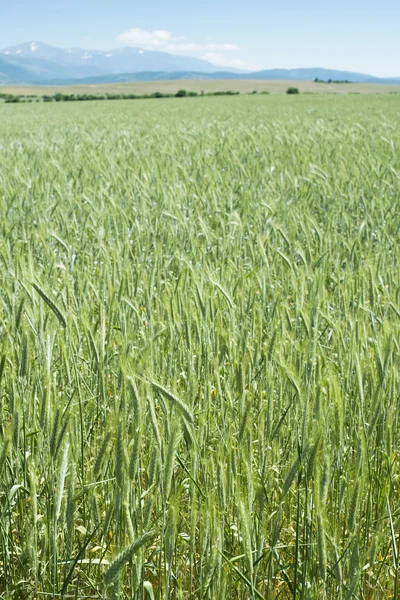 Campo di grano verde — Foto Stock