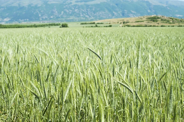 Campo de trigo verde — Fotografia de Stock