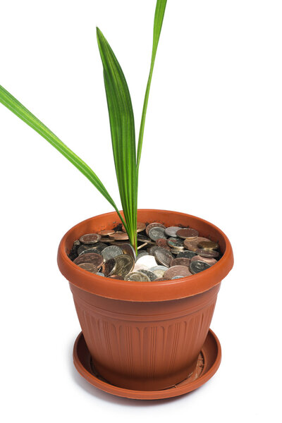 Flower in a pot