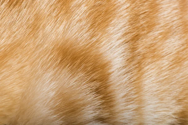 Pomarańczowa skórka kota — Zdjęcie stockowe