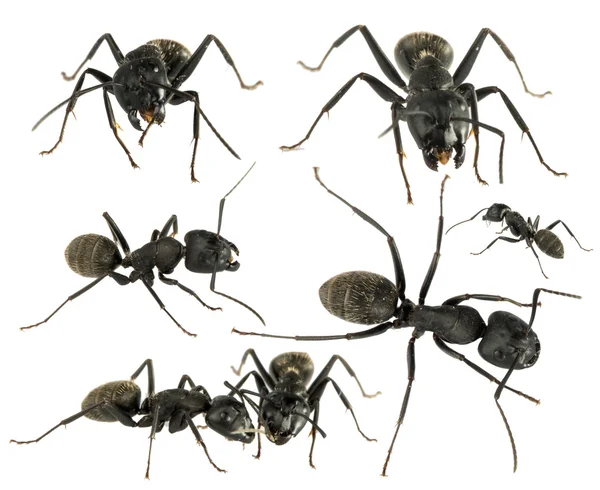 Black Ants — Stock Photo, Image