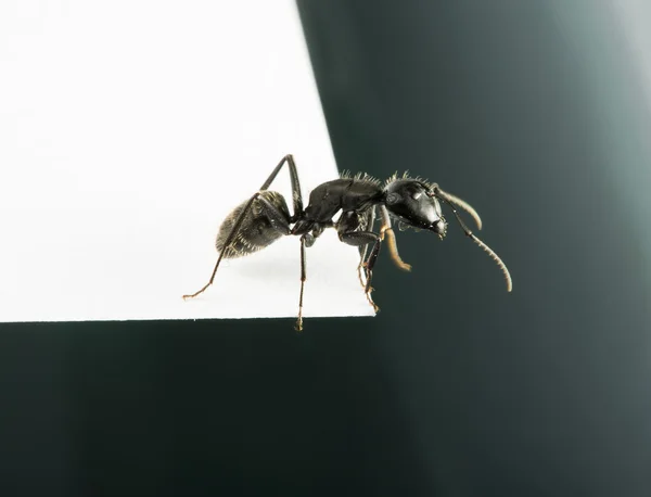 Black Ants — Stock Photo, Image