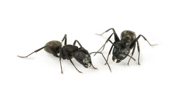 Semut hitam — Stok Foto