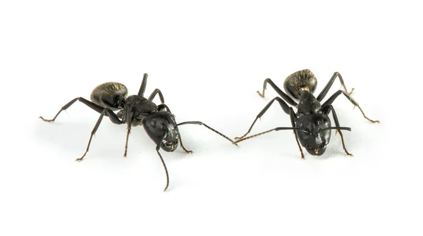 Černý mravenci — Stock fotografie
