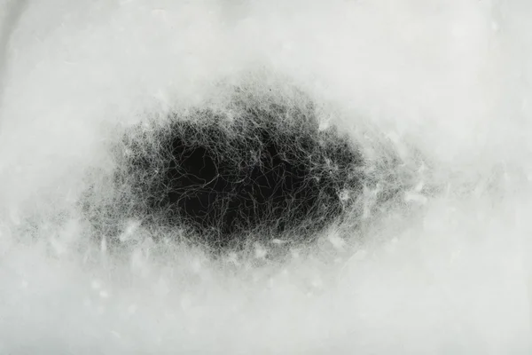 綿ウール — ストック写真