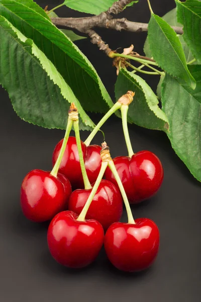 Cherry branch on black background — Stock Photo, Image