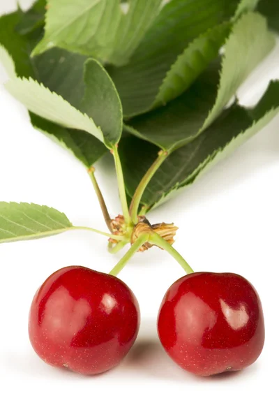Duas cerejas e ramo com folhas — Fotografia de Stock