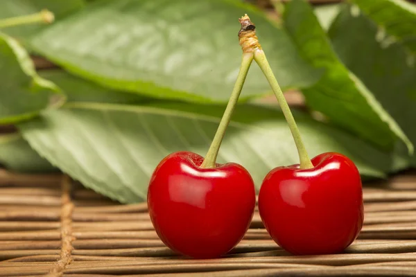 Cherry branch with leaves — Stock Photo, Image