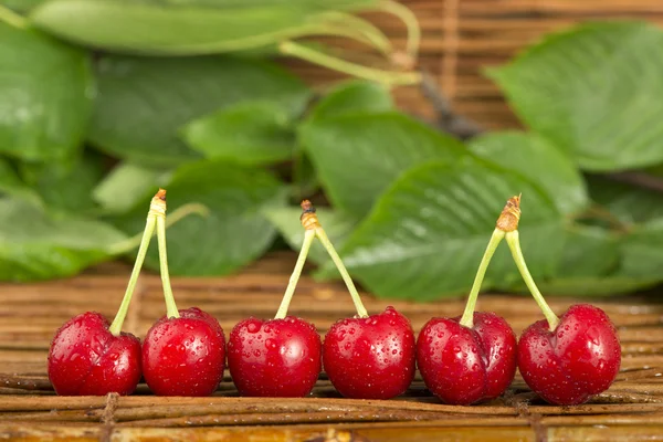 Cherries and branch with leaves — Stock Photo, Image