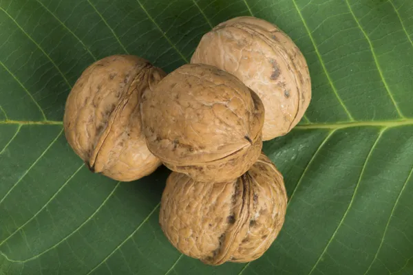 Nueces maduras de permiso — Foto de Stock