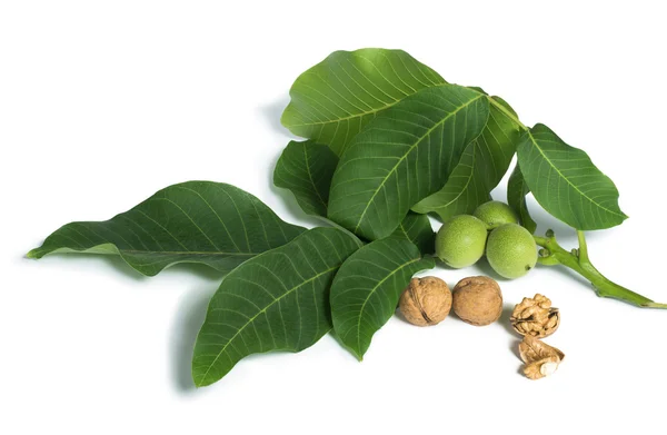 Vlašské ořechy a větve s listy bílé izolované — Stock fotografie