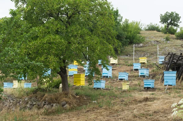Prado com colmeias de abelhas — Fotografia de Stock