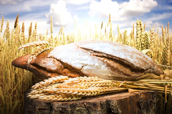 Bread and wheat cereal crops — Stock Photo, Image