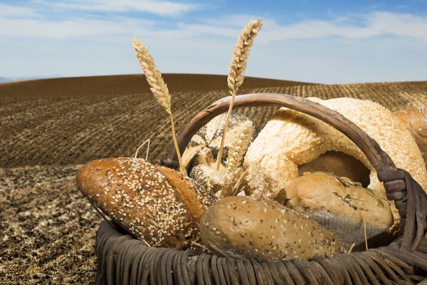 Bread and wheat cereal crops. — Stock Photo, Image