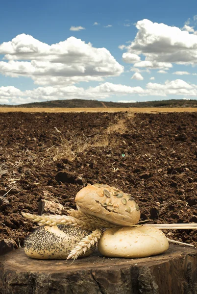 Bread and wheat ears. Plowed land — Stock Photo, Image