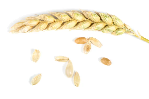 Close up wheat cereal crops — 스톡 사진