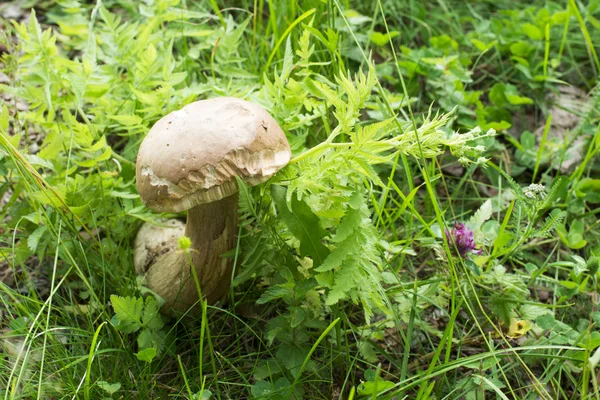 森林里的香菇 — 图库照片
