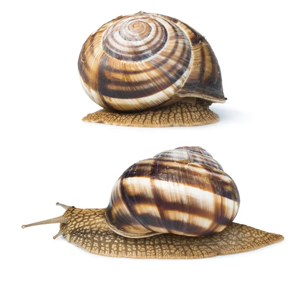 Weiße isolierte Schnecke — Stockfoto