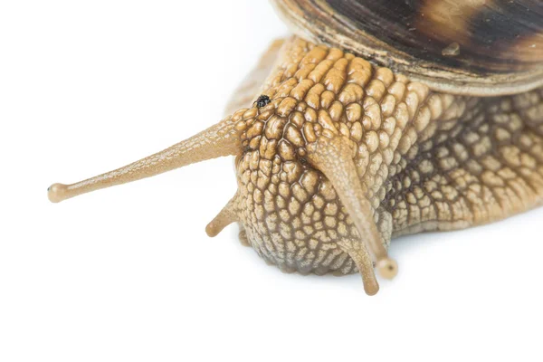 Weiße isolierte Schnecke — Stockfoto