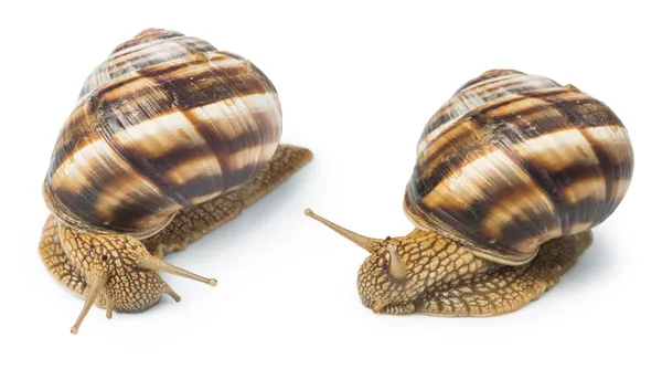 Weiße isolierte Schnecke — Stockfoto